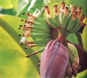 Banana: The Flower