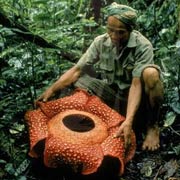 Rafflesia